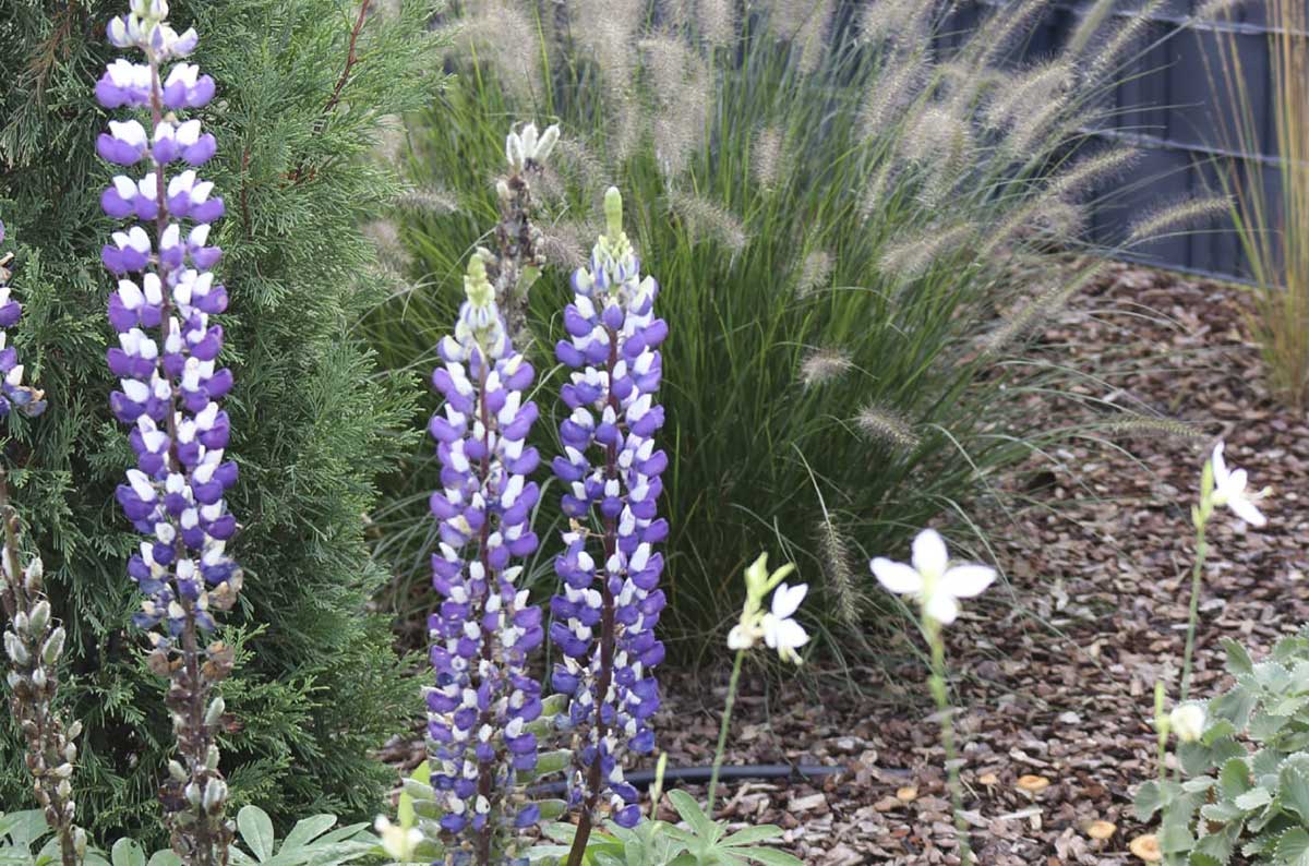 Garten-und Landschaftsbau: Ein gemütlicher Garten mit Bepflanzung